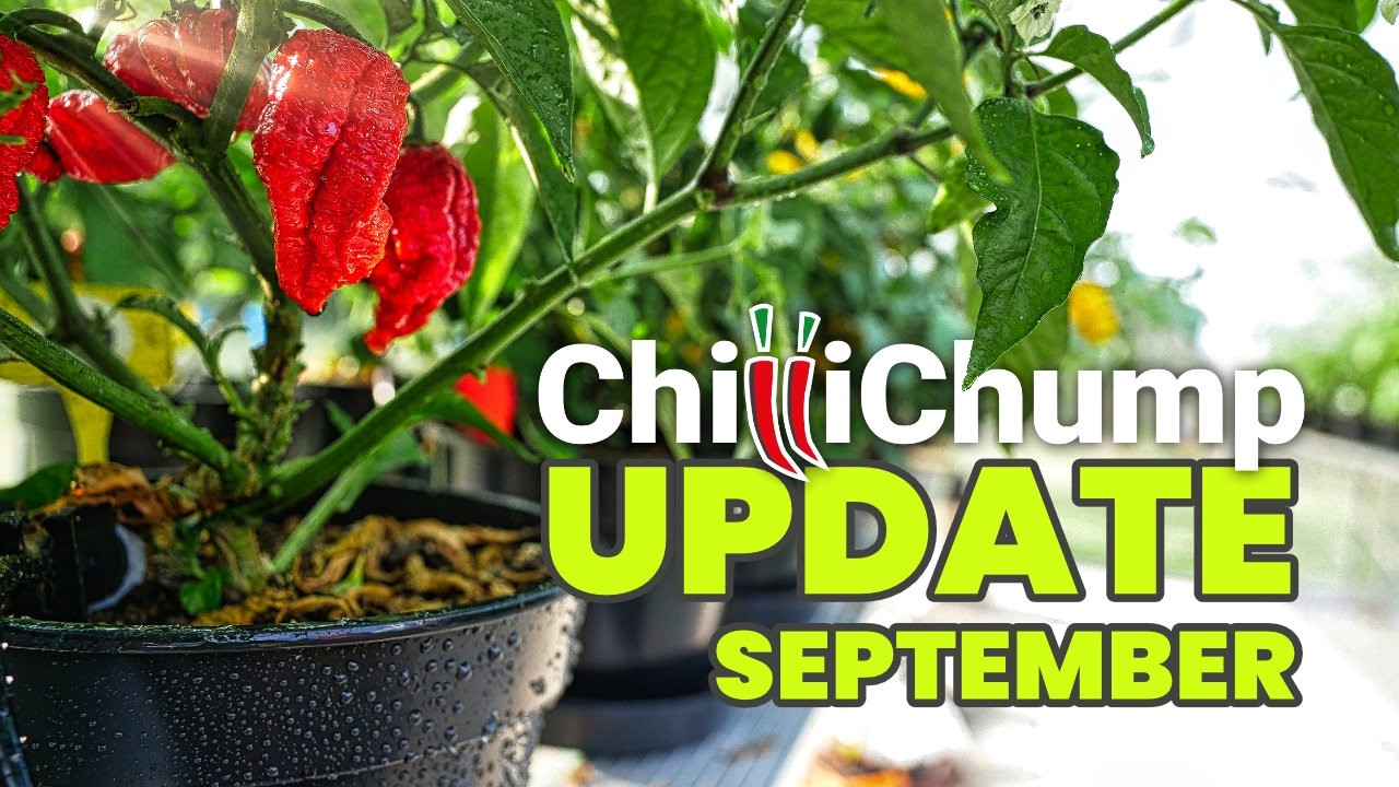Lemon Piri Cross Progress! Chilli Grow Update September 2024