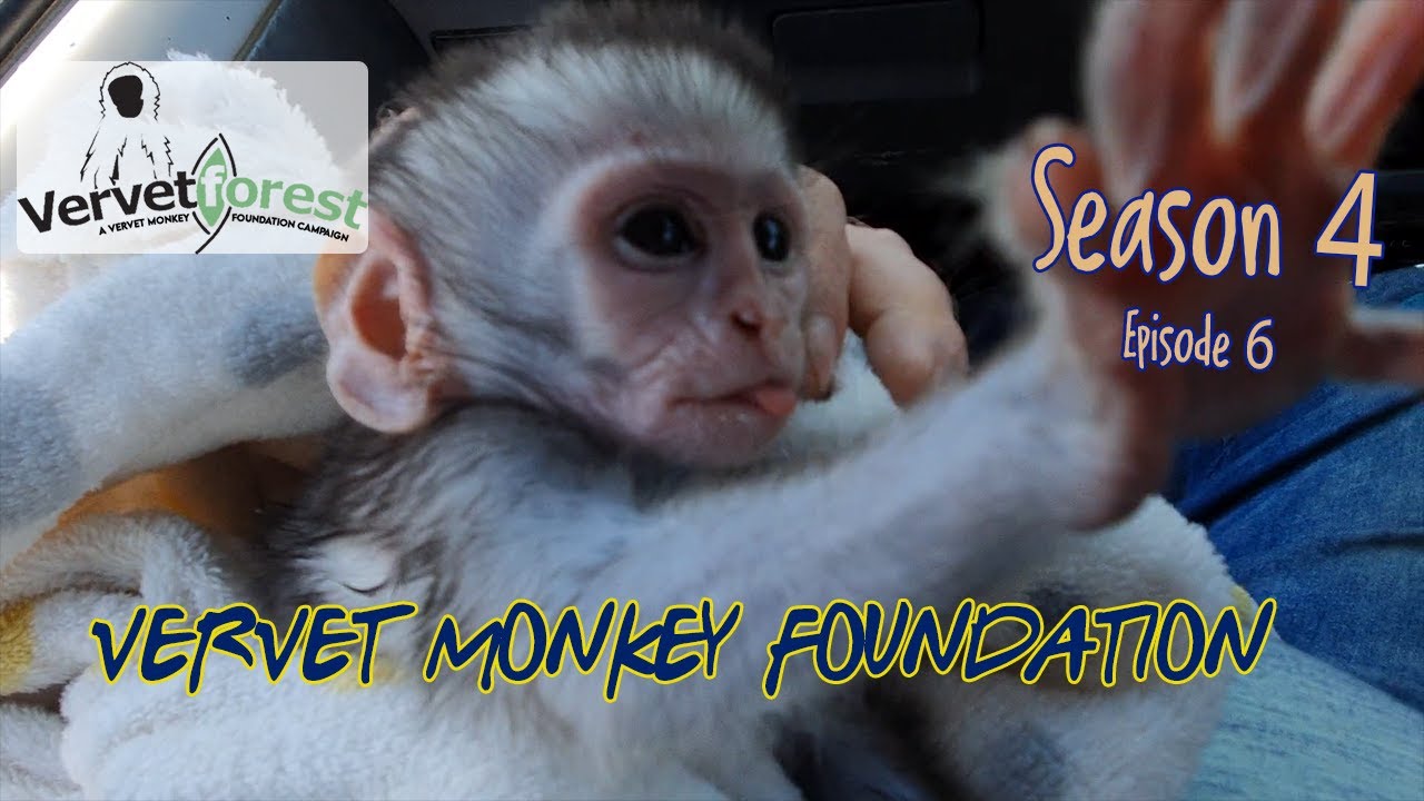 Two more baby orphan monkeys arrive, we reach out for more volunteers to come and help.