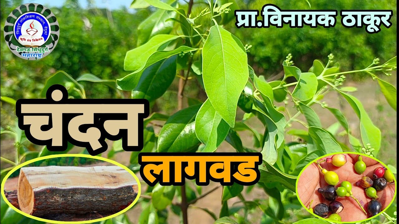 चंदन लागवडी  बद्दल महत्वपूर्ण आणि मूलभूत बाबी / Sandalwood plantation Basic & important imformation