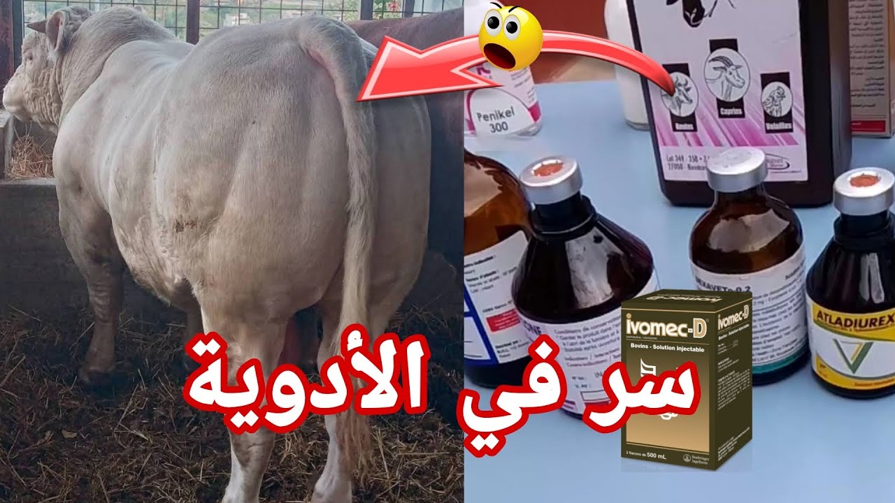 الأدوية ضرورية لتسمين العجول كيف تحصل على هده النتيجه كل ما تحتاجه في هدا الفيديو 