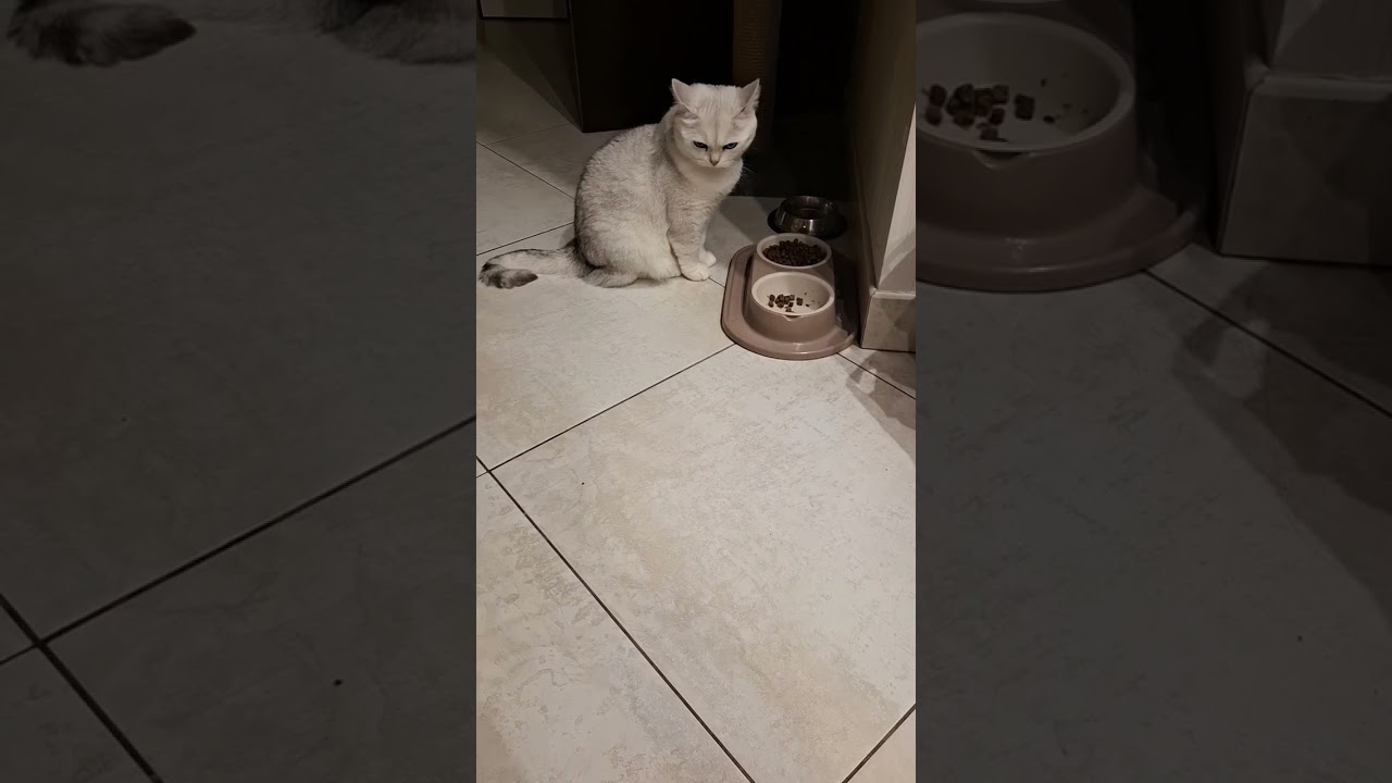 🤫🫡🤣пора готовиться на растяжку 🔥🎯👍