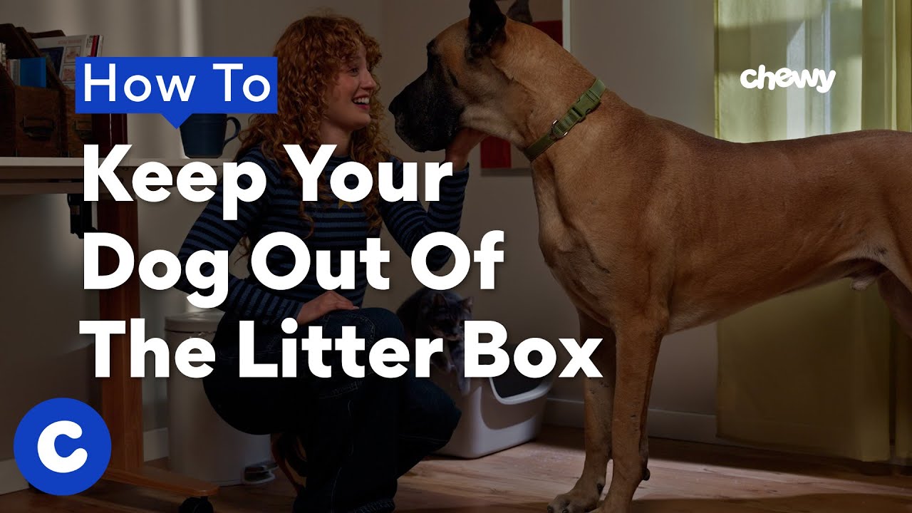 How To Keep Your Dog Out of Your Cat’s Litter Box  | Chewtorials