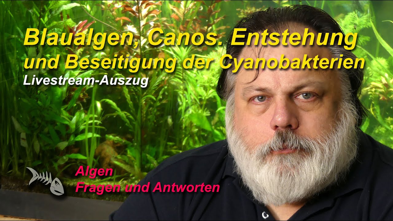 Blaualgen, Cyanos. Wie sie entstehen und wie man sie ohne Chemie wieder beseitigen kann.