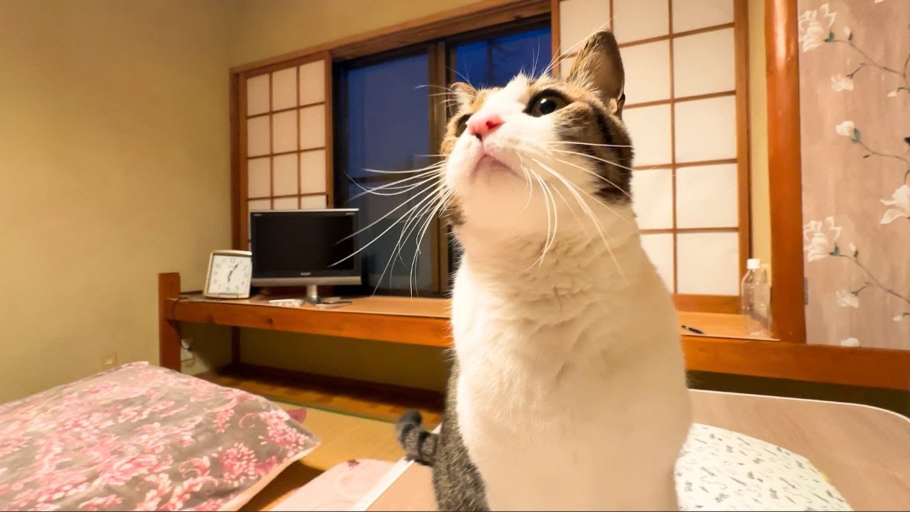 8 кошек приветствовали меня в этом секретном гостевом доме в Японии 🐱✨ Nekotamaru