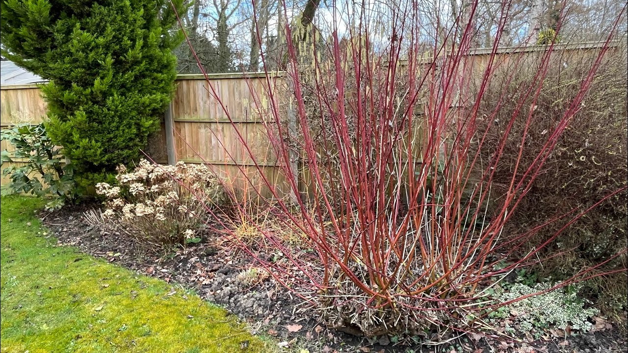 Cutting Back Dogwoods ( Cornus ) How to Prune them!