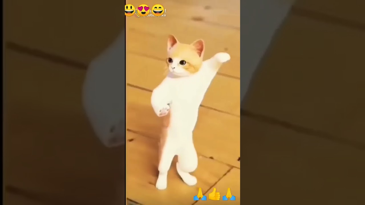 cute🥀 #cat ka 🥀#dhamakedar# 🥀dance🥀🙏👍🙏🥀 comedy video😍🥰😘
