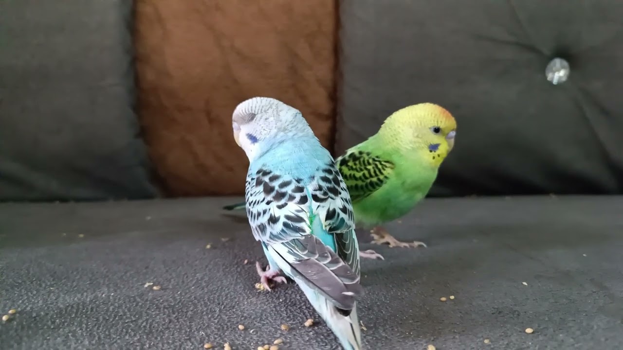 Lovebirds pair #budgies #couple #birdlovers 