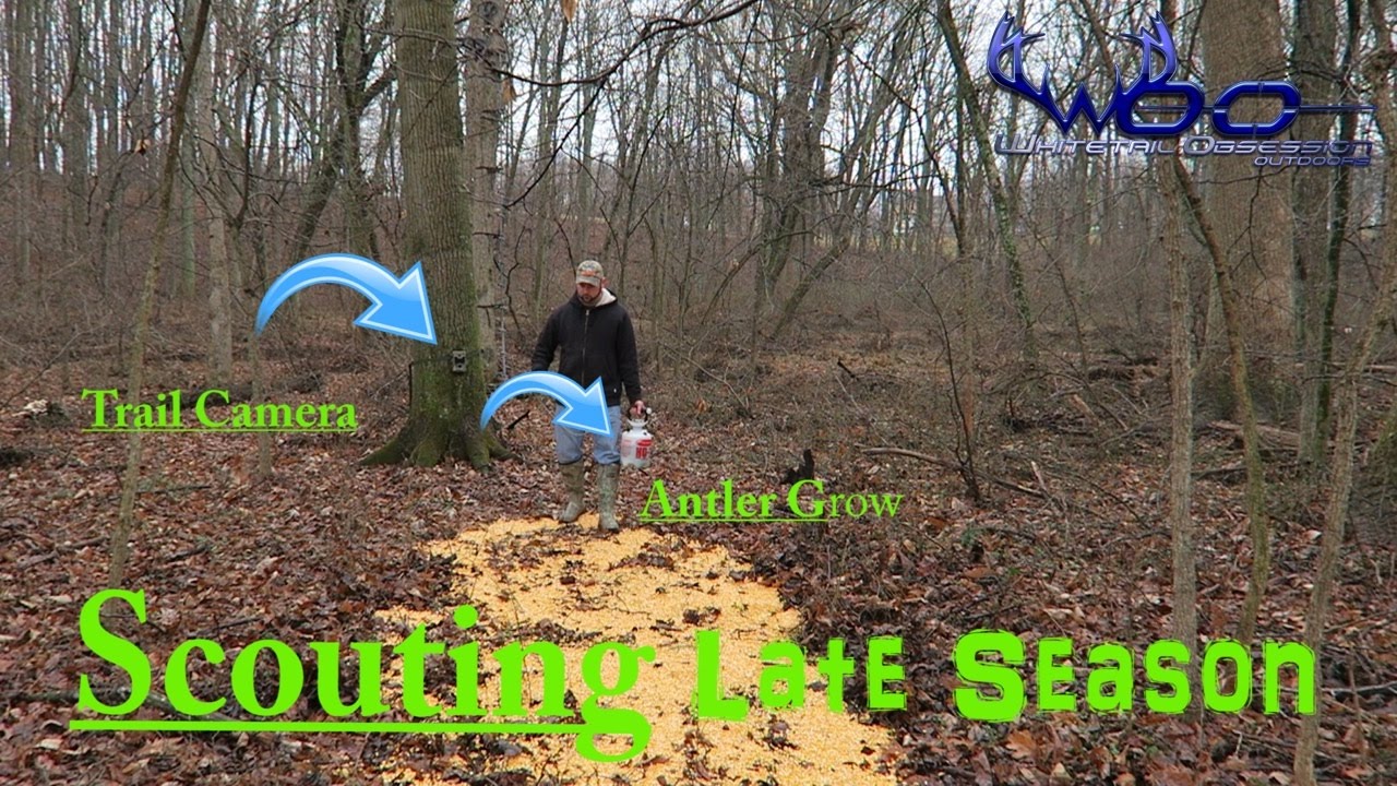 HOW TO ATTRACT DEER TO YOUR PROPERTY | ANTLER GROW CORN AND SPYPOINT TRAIL CAMERAS