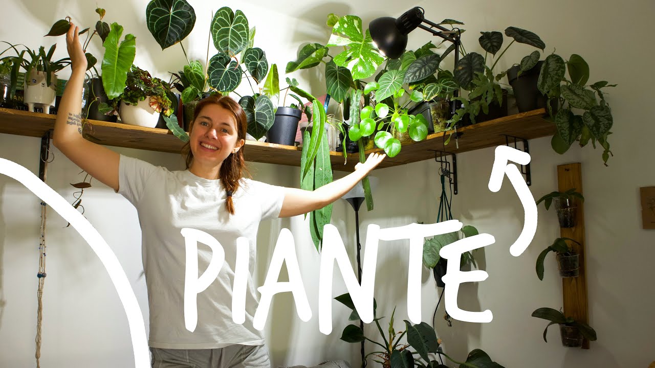 TANTE PIANTE in CASA🪴