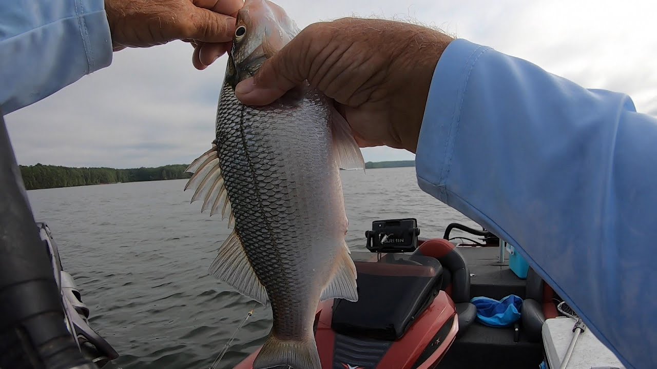 Ups & Downs To Fishing For White Perch & Crappie!