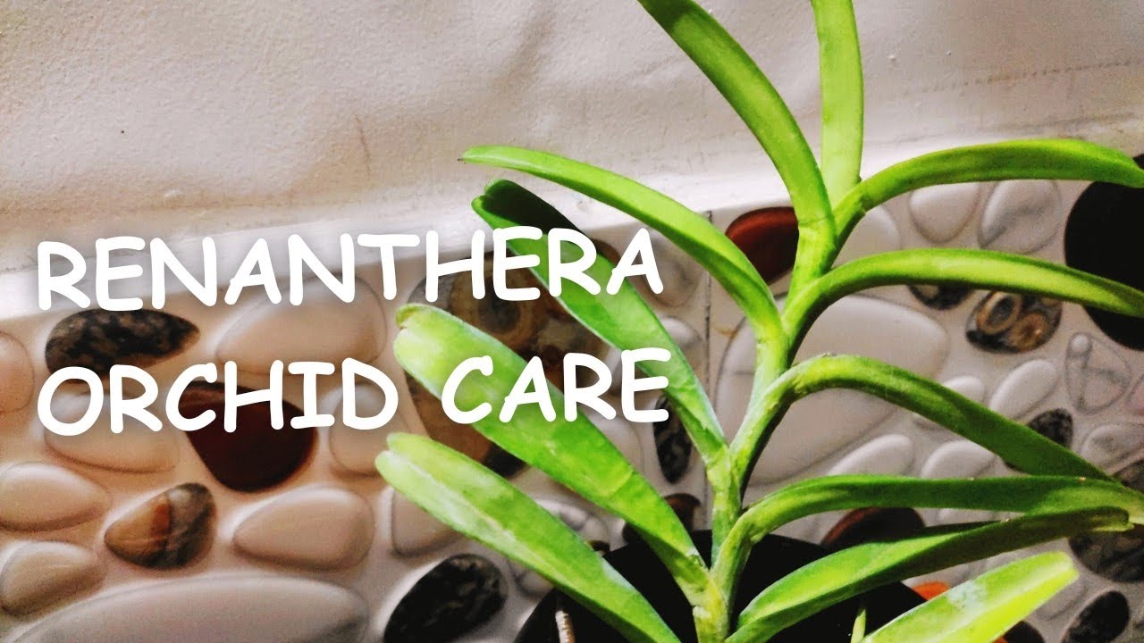 Renanthera orchid care #orchids #orchidcare #orchidbloom