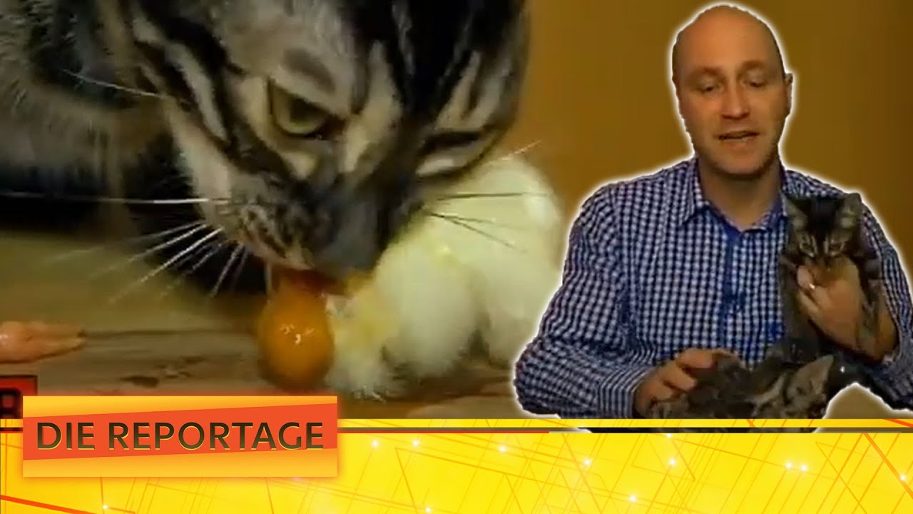 "8 Eintagsküken pro Tag" - Spezialfutter für Bengal Kitten! | Die Reportage | ATV