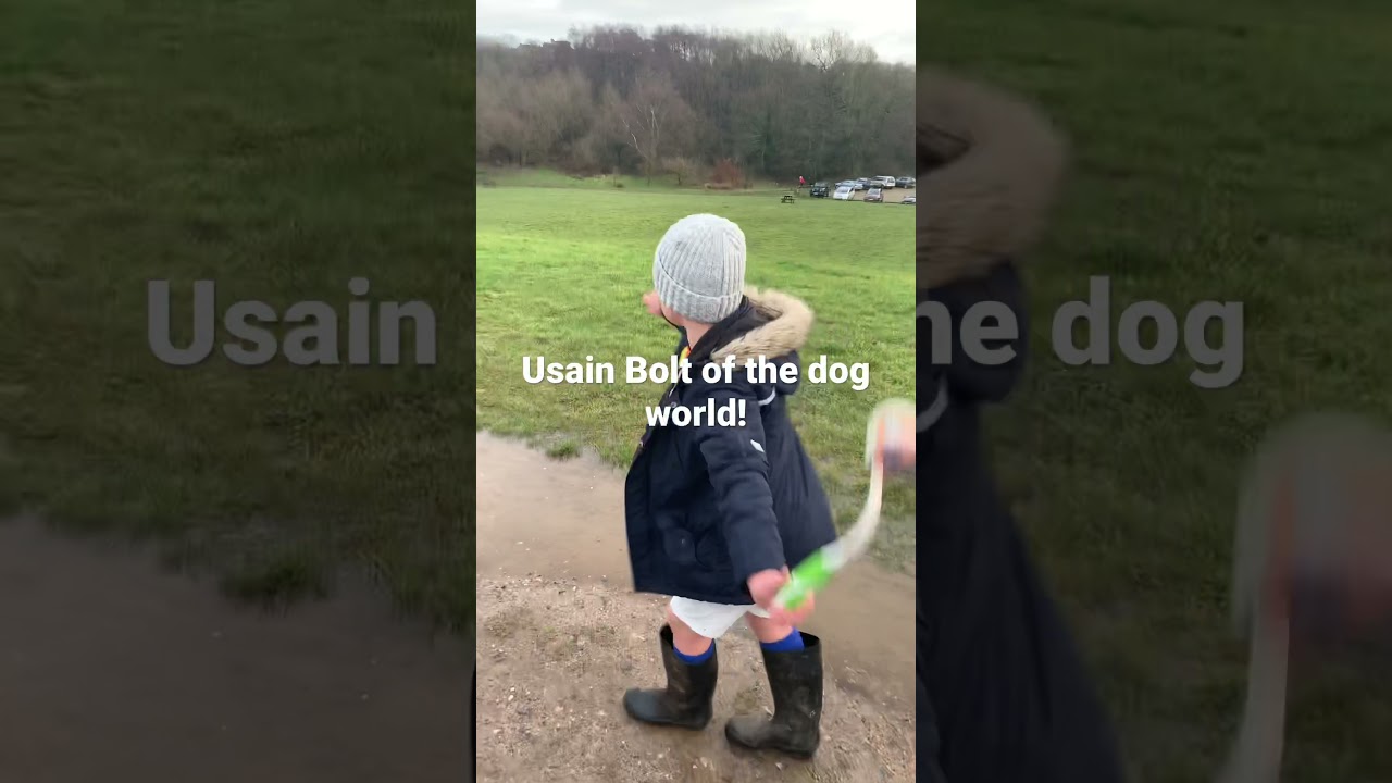 Fox Red Labrador Ada showing how to sprint up hills quicker than Usain Bolt!!
