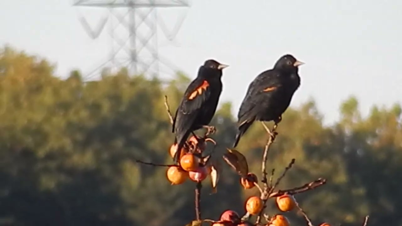 Red-winged blackbirds preen on the tree's highest branches #birds #naturepreserve #wildlife