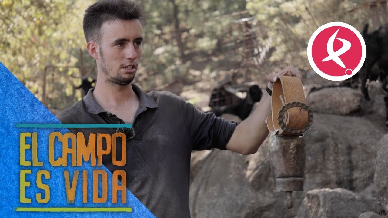 Alejandro continúa con la tradición de usar cencerros | El campo es vida
