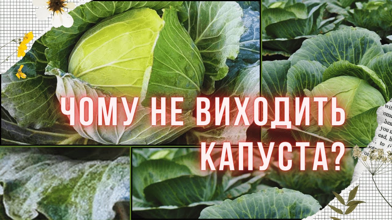 Вирощування капусти: посів, догляд, захист від  шкідників та хвороб. Ділюся досвідом!
