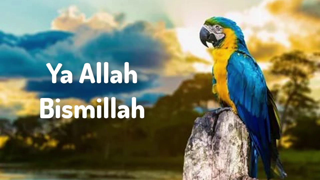 Papağan/Muhabbet Kuşu için Ya Allah Bismillah sesi (1 SAAT)