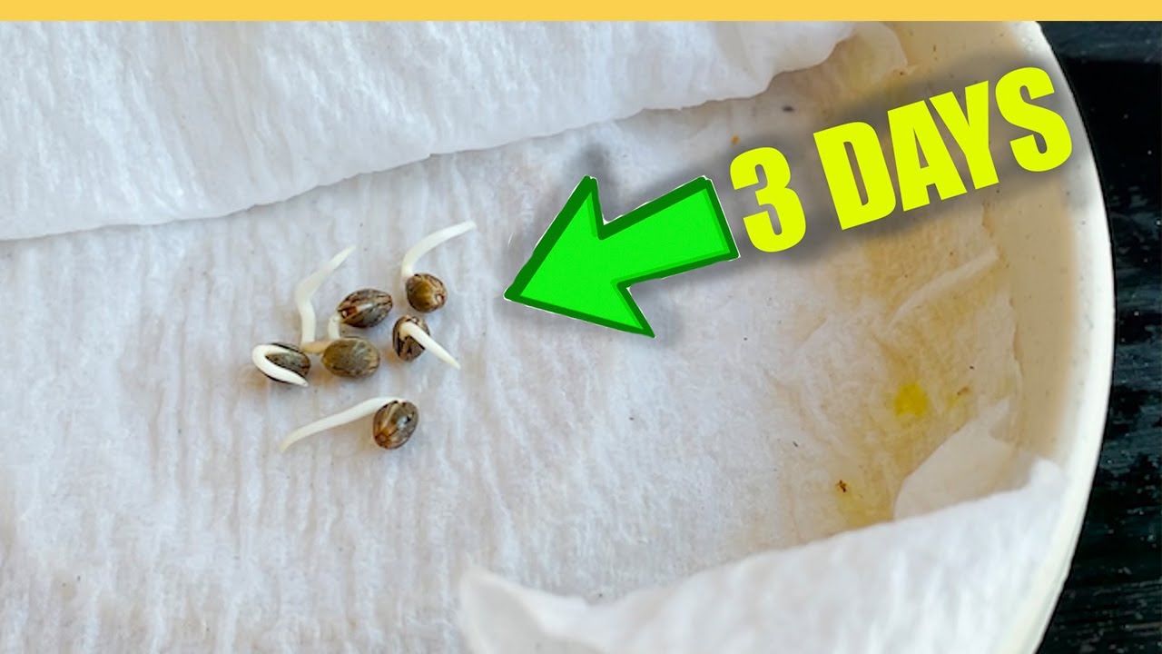 Germinate Seeds in a Paper Towel then use Tweezers