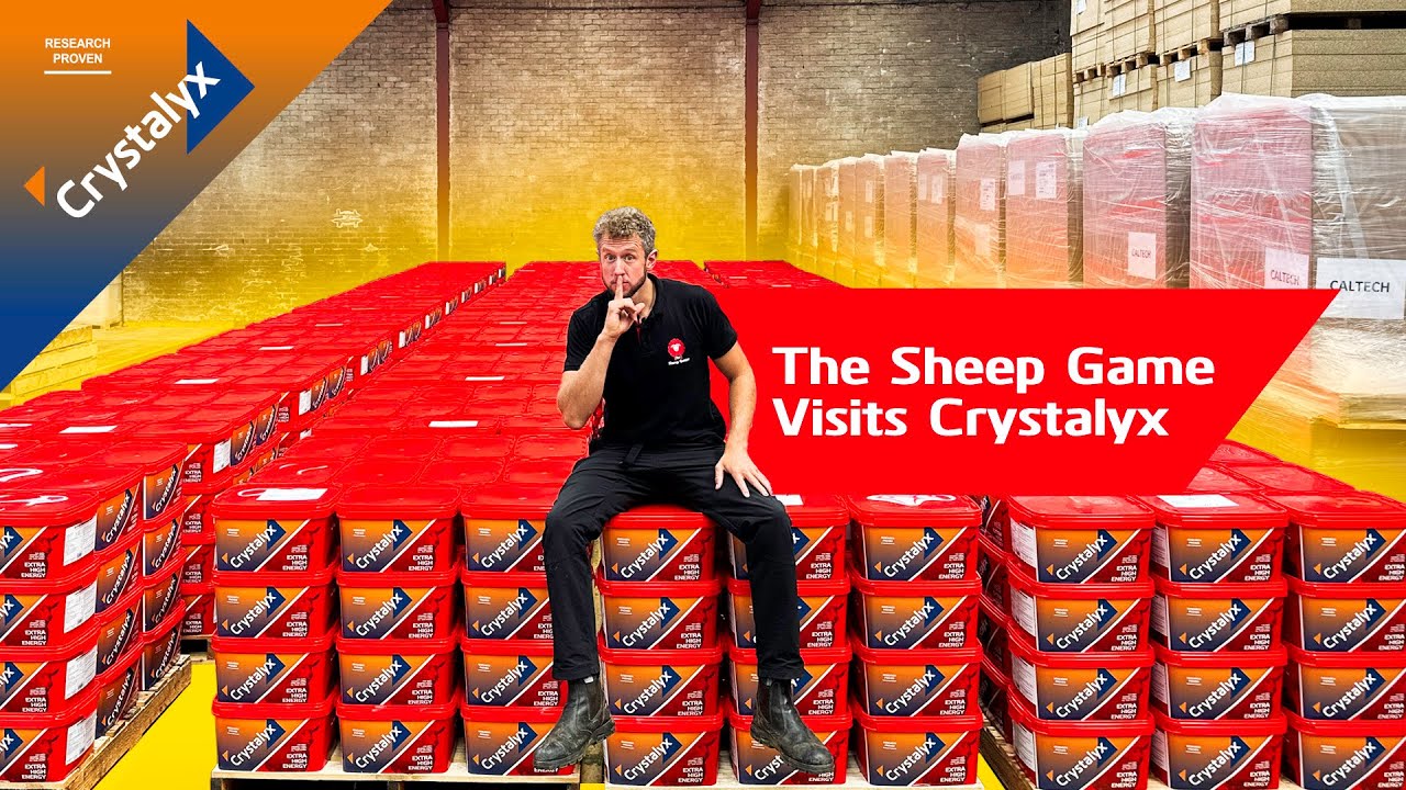 The Sheep Game Visits Crystalyx!