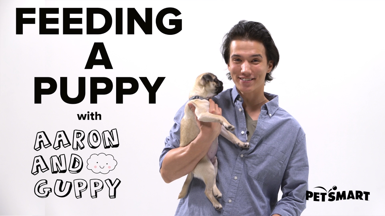 PetSmart Puppy Training: Feeding a Puppy
