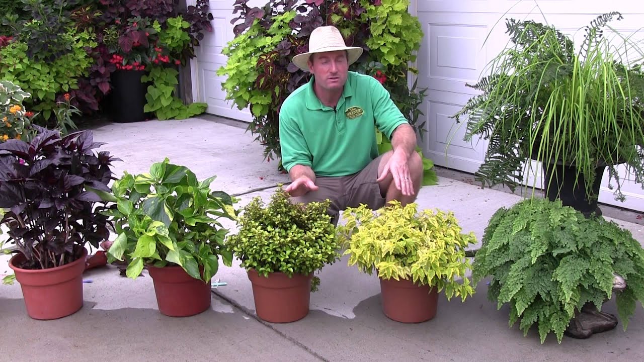 Foliage Plants: Part 1