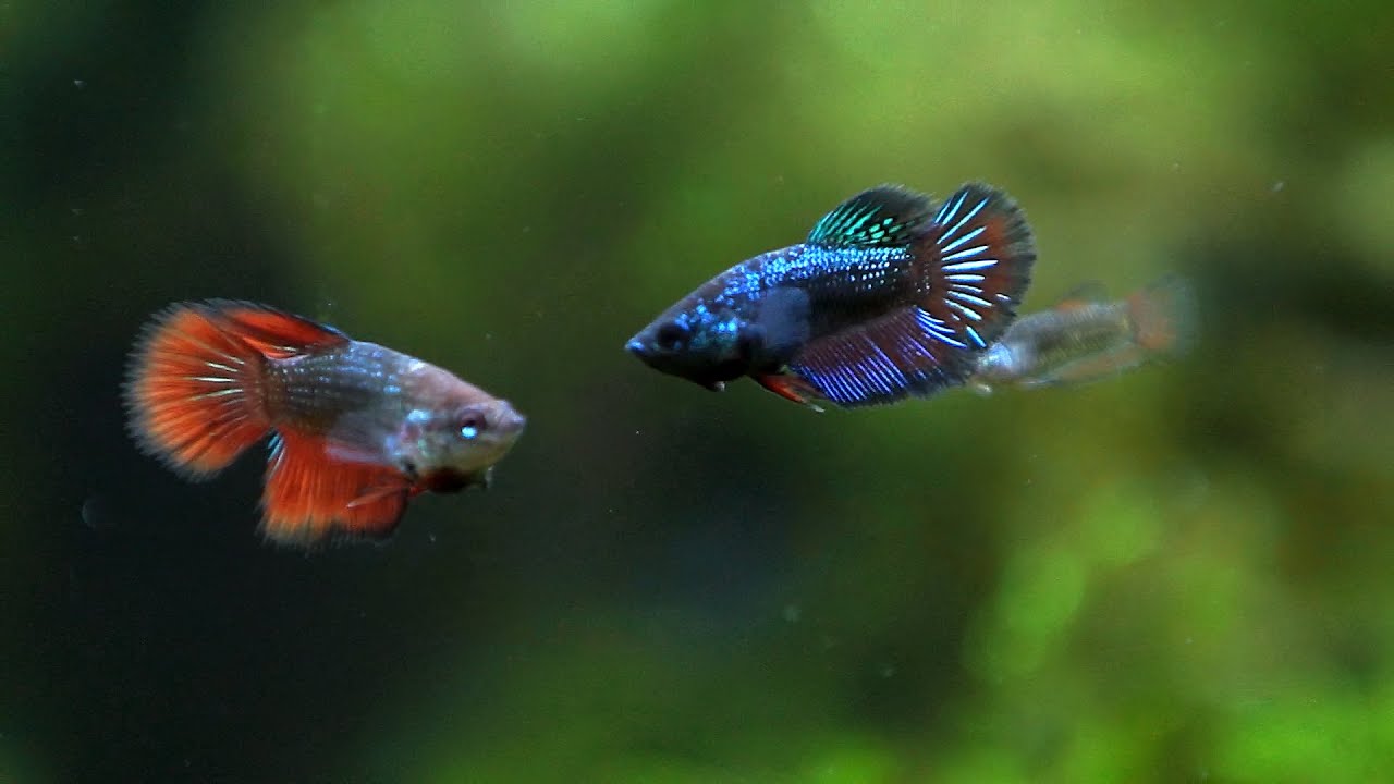 Betta fish . Betta Fry age 2 and 1,5 months.