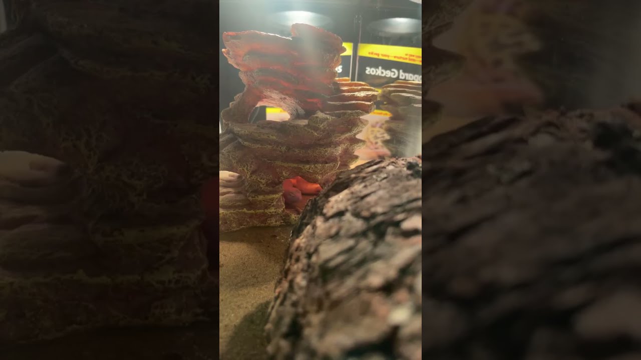 Rango sleeping cam!