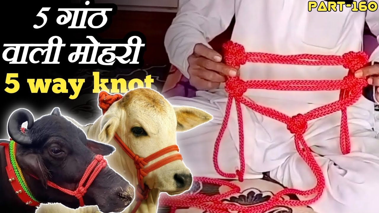 5 way knot // गाय, भैंस की 5 गठान वाली मोहरी // cow ki mohri kaise bnaye (Part-160) #ropehalter