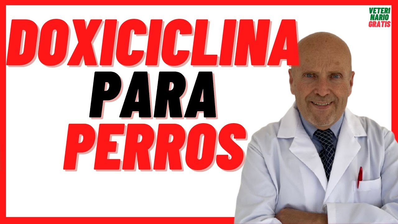 🔴 DOXICICLINA Para qué sirve en PERROS 🟢 Dosis en Perros y Gatos, Efectos Secundarios Adversos