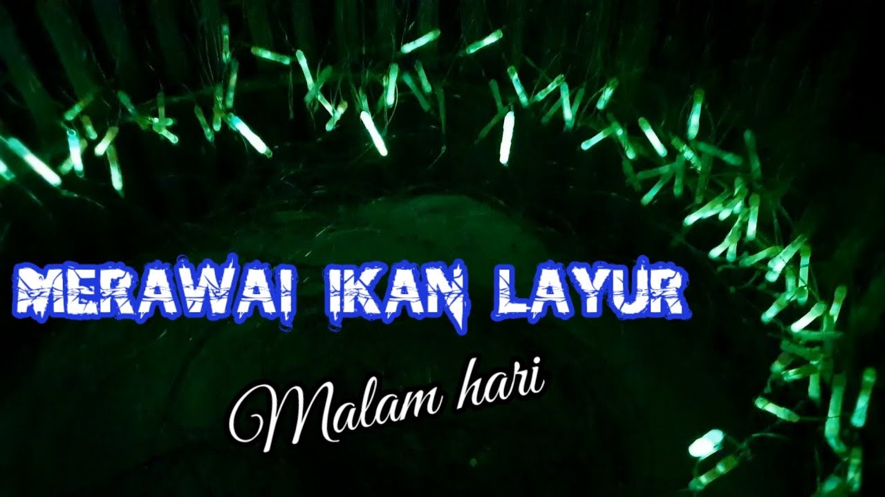 Begini proses Rawai ikan layur malam hari #part1