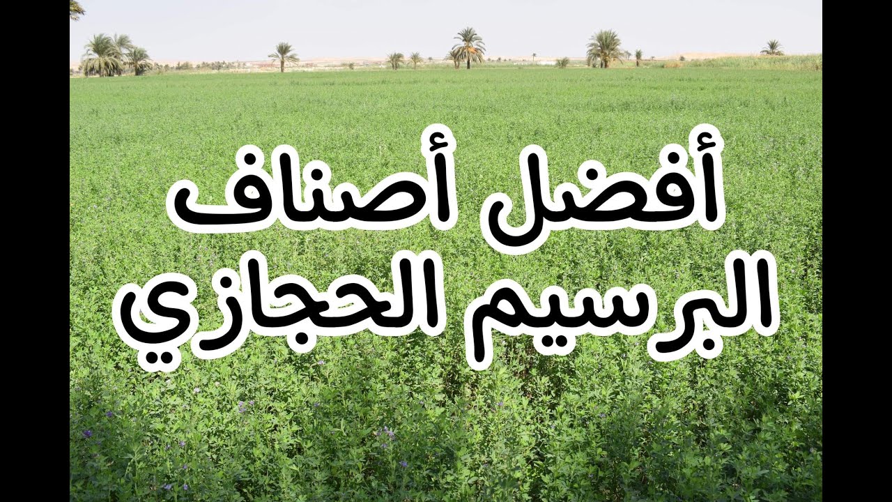 أفضل أصناف البرسيم الحجازي للحصول على إنتاجية عالية