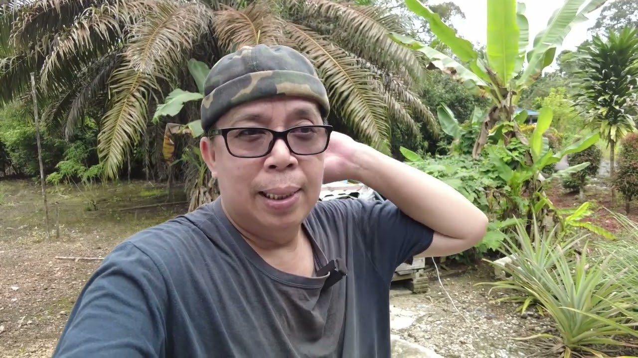 Meracun rumput di kebun & review kereta baru kami