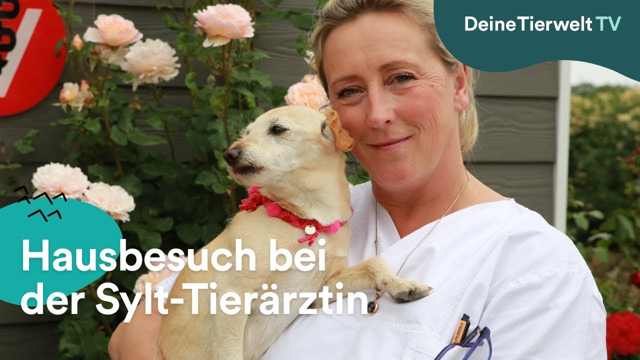 Hausbesuch bei Sylt-Tier&auml;rztin Stephanie Petersen