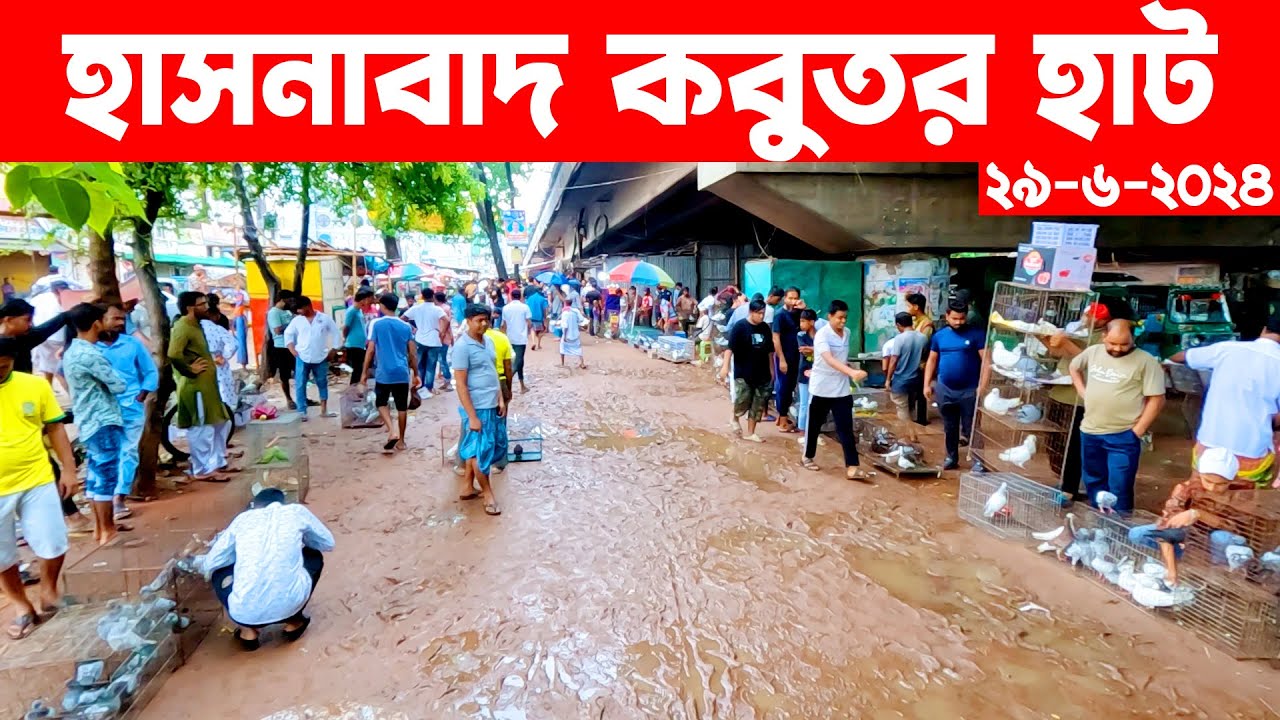 হাসনাবাদ কবুতর হাট ২৯-৬-২০২৪ | kobutor hat 2024 | pigeon market in bangladesh | Hasnabad kobutor hat