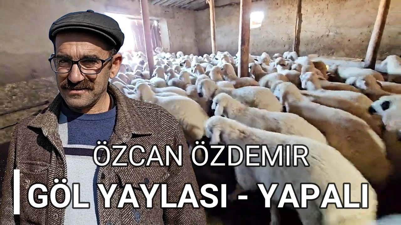 70 BİN TL DEĞERİNDE DİṢİ VE SATILIK GÜZEL KUZULAR