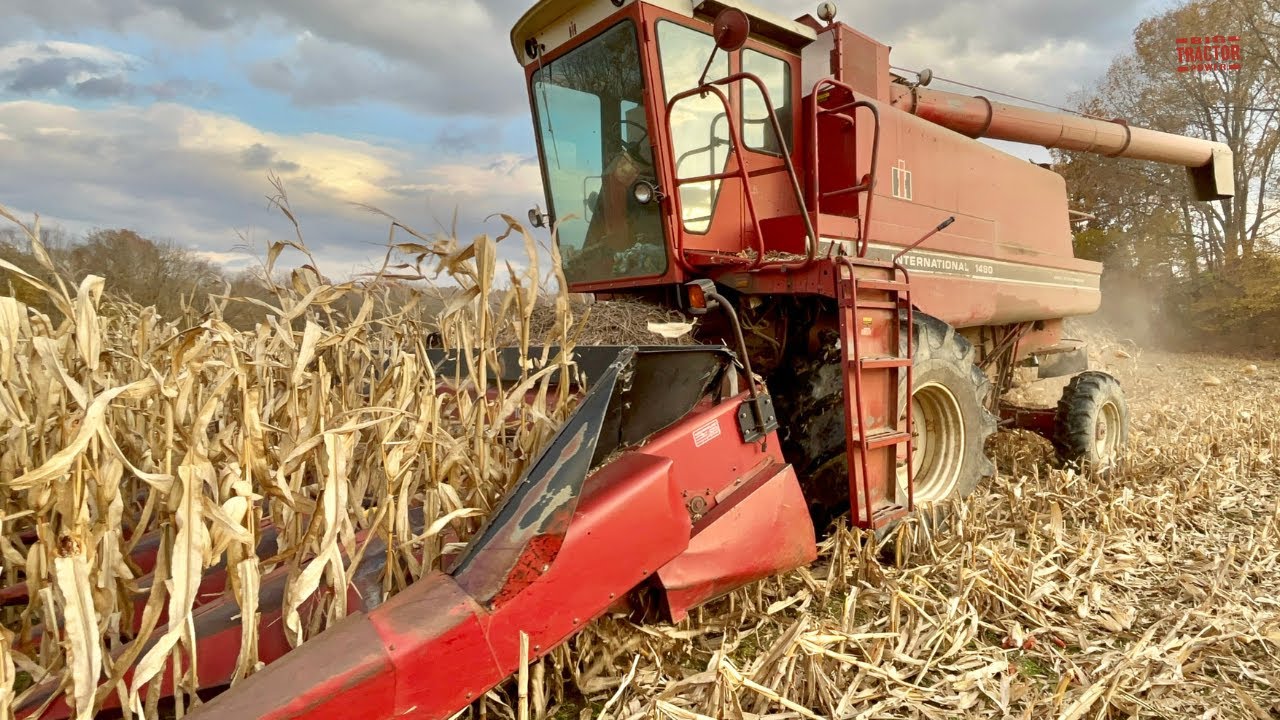 INTERNATIONAL 1480 Axial-Flow Combine Harvesting Corn