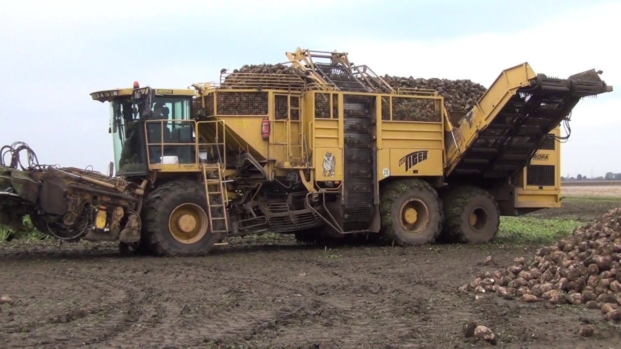 ROPA Euro Tiger V8 3, Sugarbeet harvester, W. Norfolk.