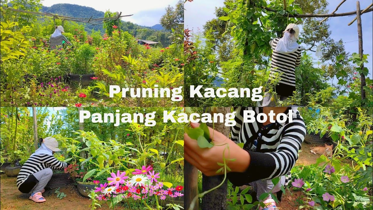 Pruning Kacang Panjang🫛 Kacang Botol 🩵Berkebun Di Belakang Rumah Backyard Garden Gardening