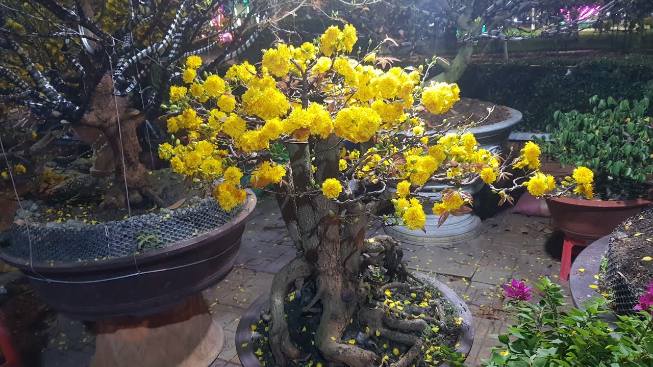 Xem Những Cây Mai Cúc Thọ Hương - Bán Ở Chợ Tết 2021 - 27 Tết Chợ Hoa Tp Sadec