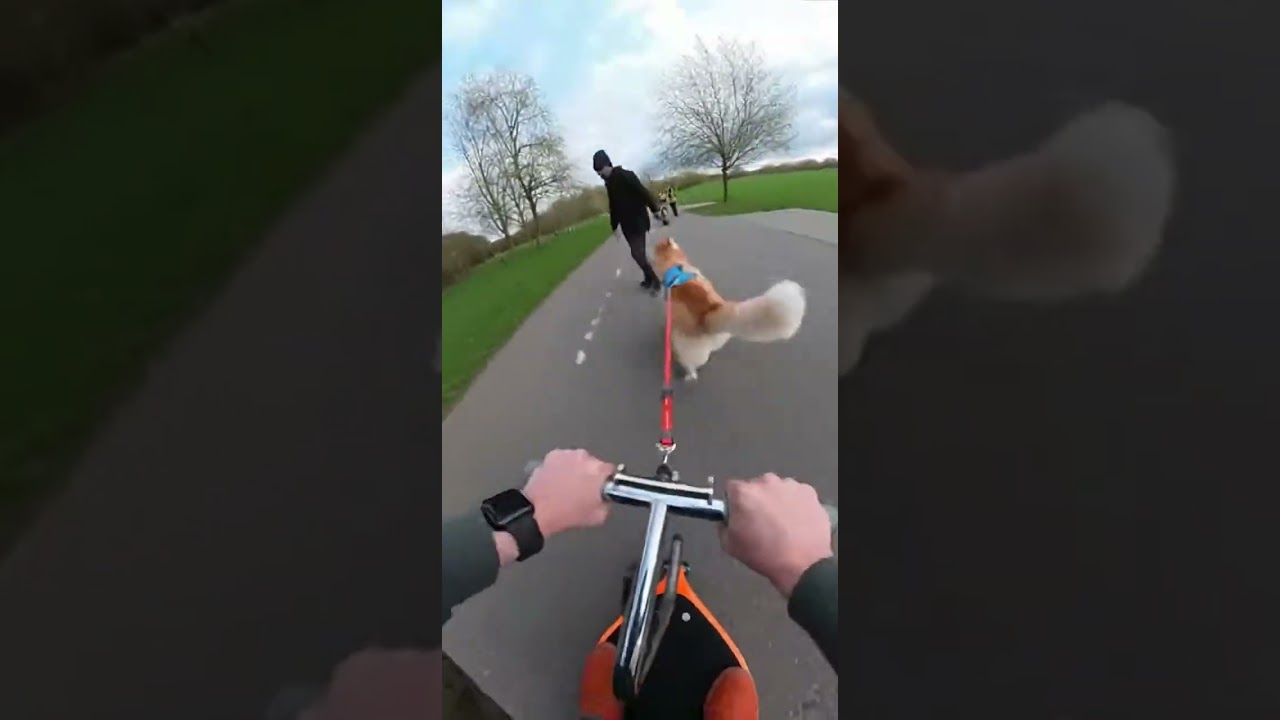 Dog Pulls Human on Mini Ride 😂🐕 | Funny Speedy Pup Adventure 