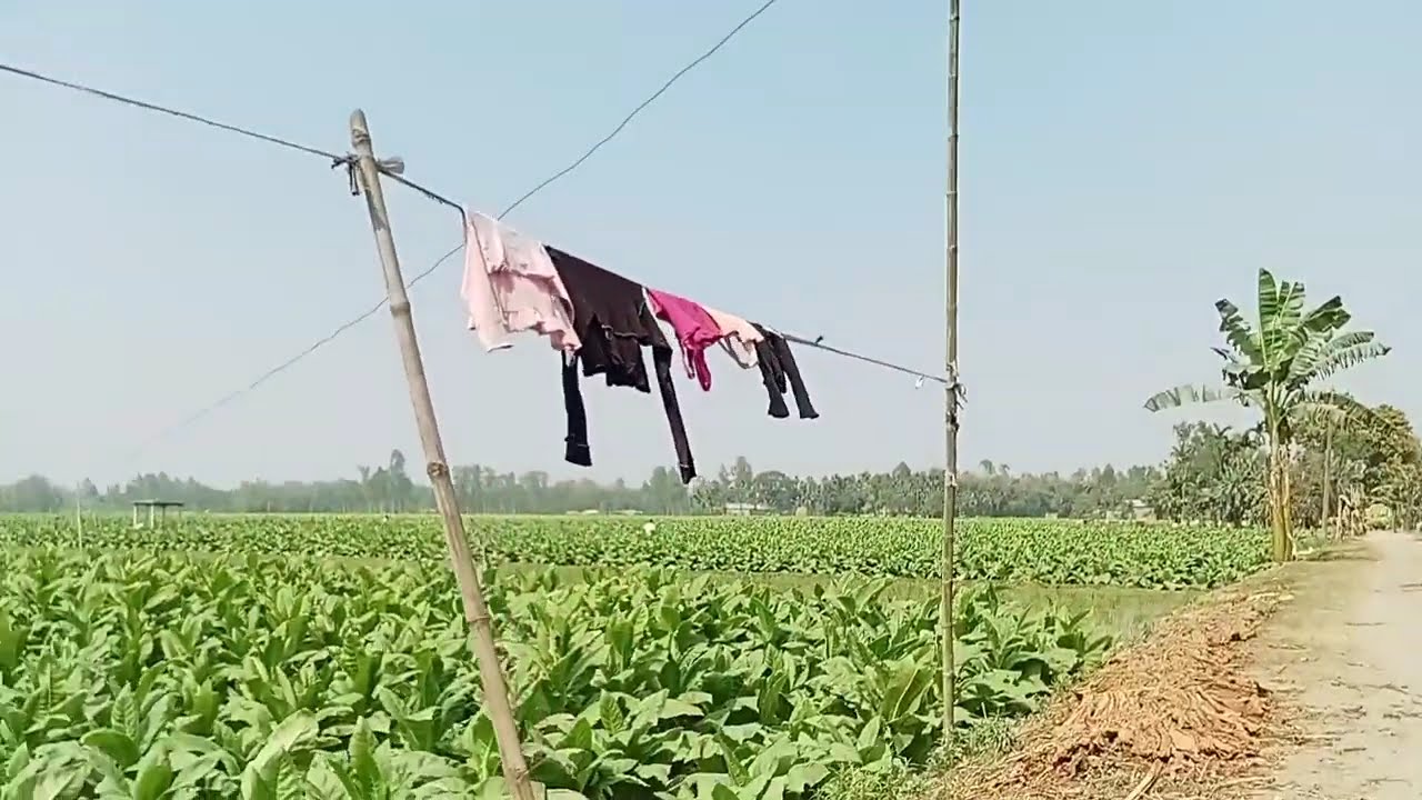 Hat Bandhobi Pa Bandhobi MonBandhobi KiDiyaBengali Viral Song | হাত বান্ধিবি পা বান্ধিবি