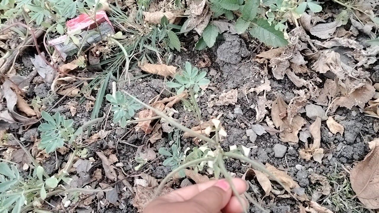 यहां पर मिला मुझे पहाड़ी खजाना ये चीज किसी को भी मिल जाए तो||pahadi lifestyle vlog||thethpahadiusha 