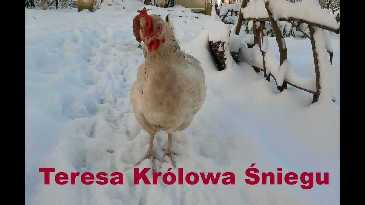Zimowy poranek🐔 sople w nosie a robotę trzeba zrobić  