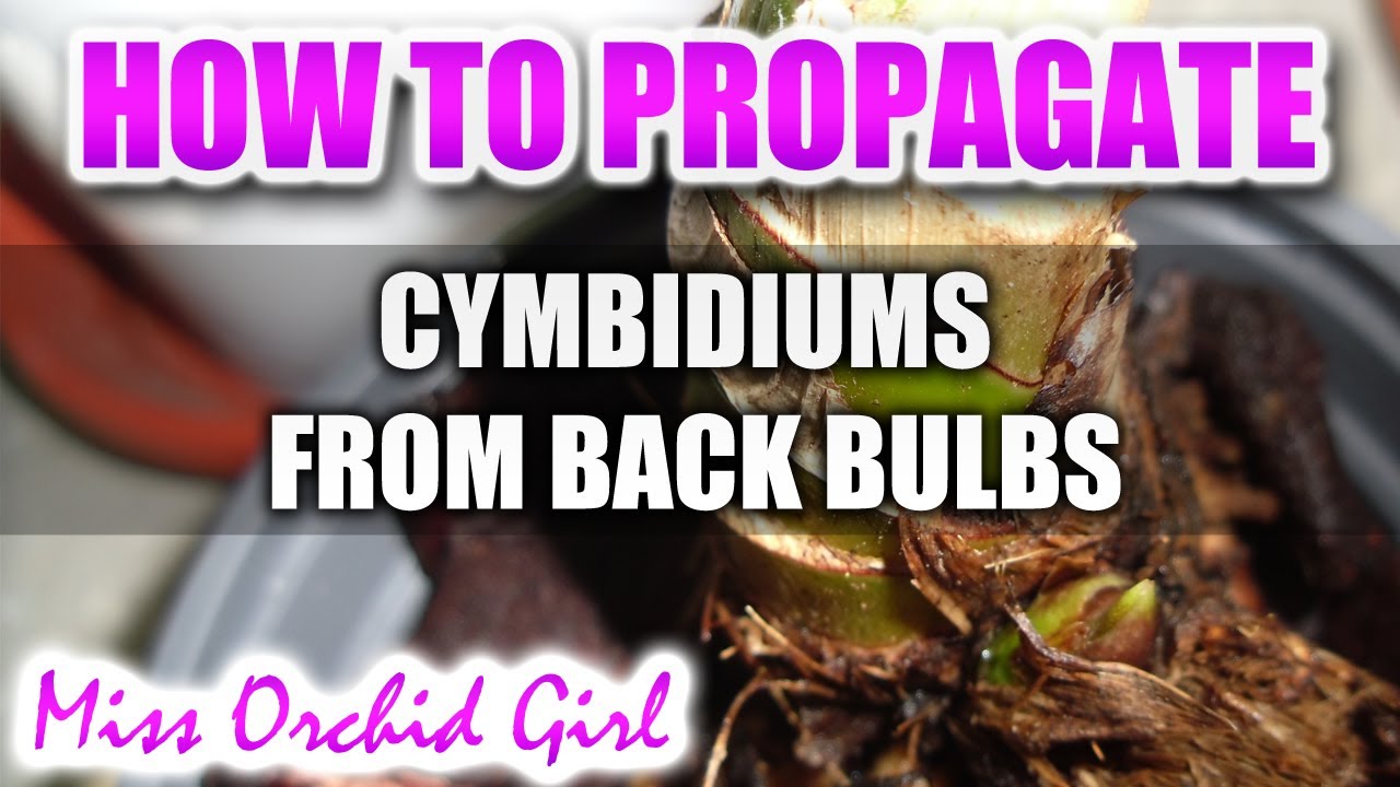 Propagating Cymbidiums from back bulbs