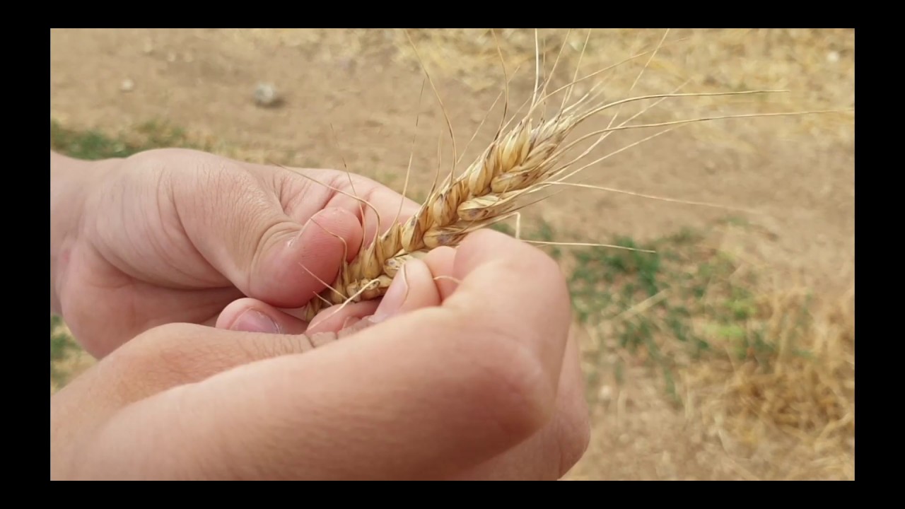 מהחיטה אל הקמח- שיעור לשבועות