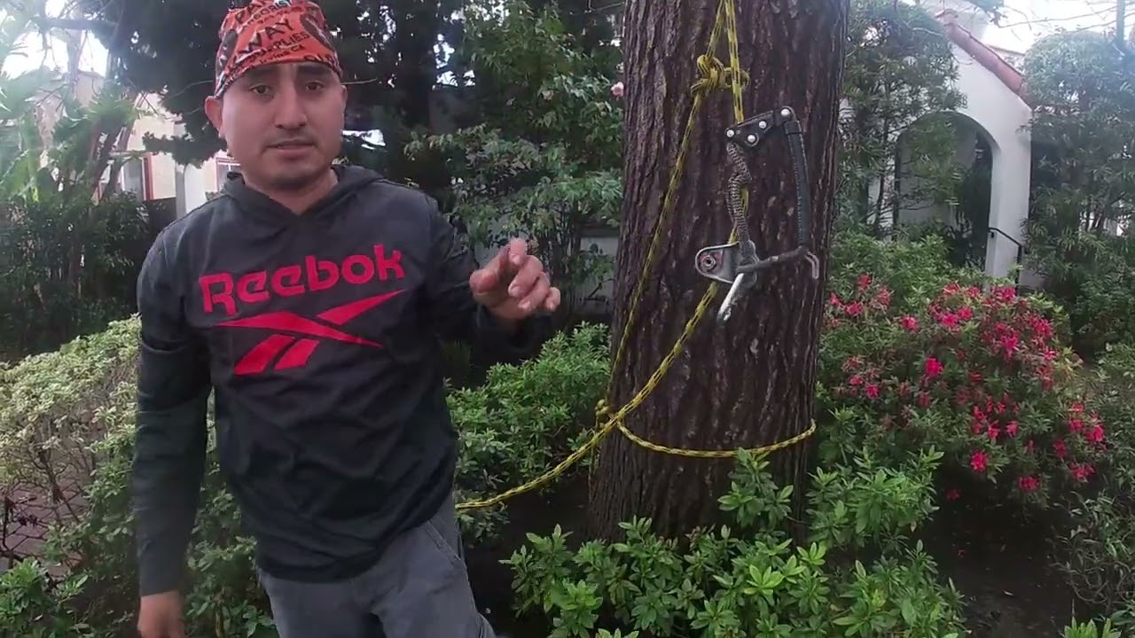 Poda reducción de árbol liquidambar