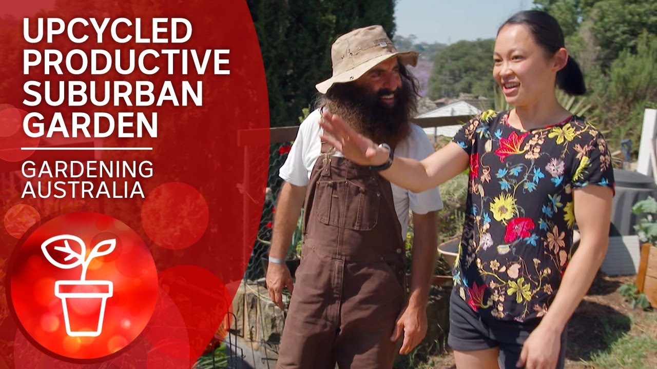 Productive up-cycled food forest in suburban Sydney garden
