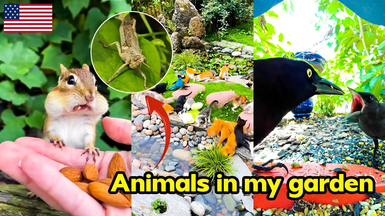 Feeding Cute Animals in My Garden 🐿️🐦  Relaxing Nature Moments You&rsquo;ll Love!