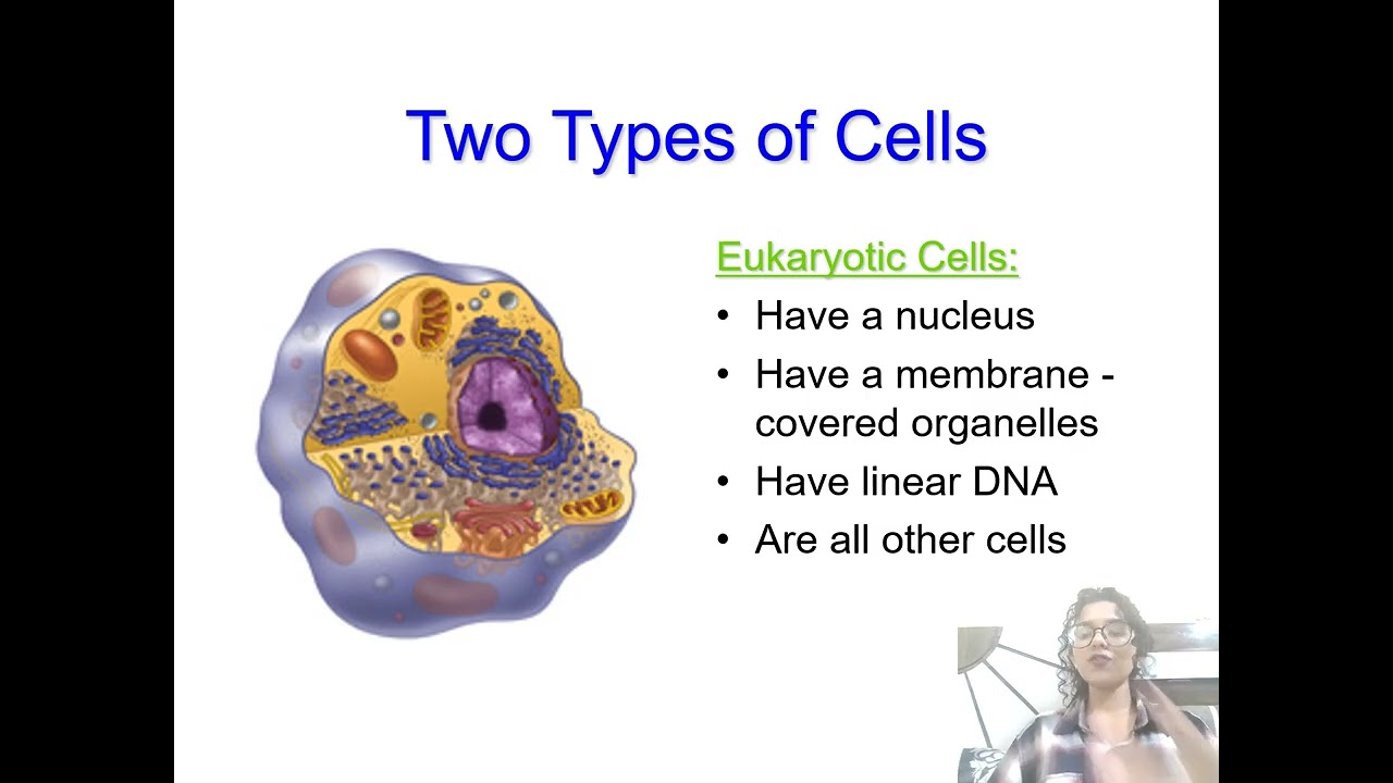 Cell- The fundamental unit of life