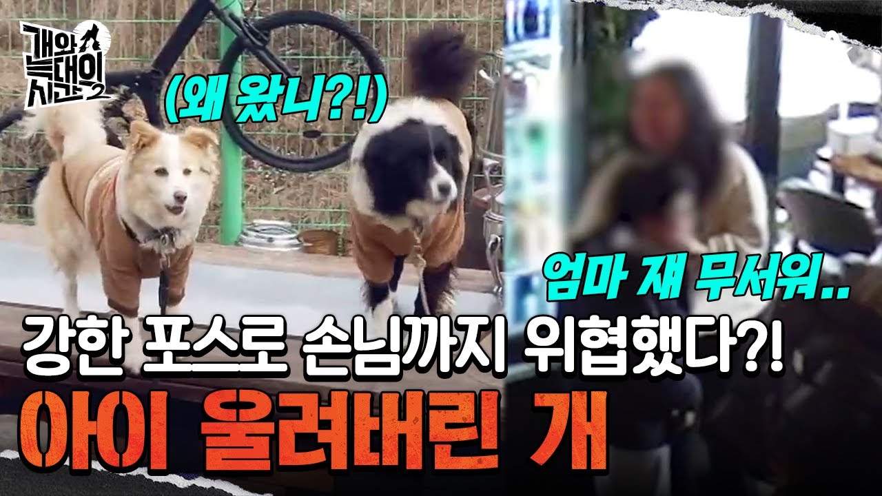 식당 손님을 위협하는 사나운 '짖음'! 어린아이까지 울려버린 개?! | 개와 늑대의 시간2 7 회